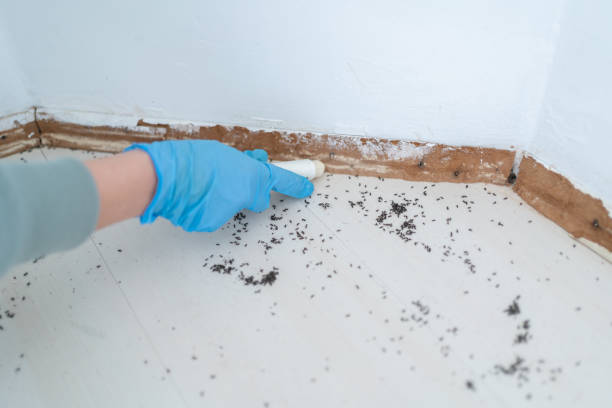 Flea Control Services in Shamokin, PA